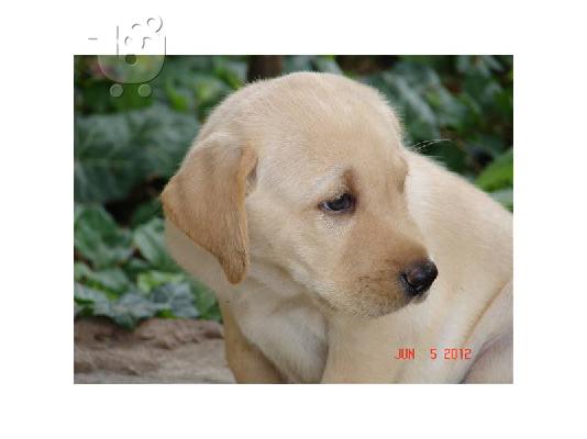 PoulaTo: χαριτωμένο κουτάβι Retriever του Λαμπραντόρ για ένα νέο σπίτι
